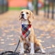 thumbnail image 5 of Bandanas para perros, bufanda para mascotas a cuadros naranjas para niños y niñas, tela duradera, pañuelo navideño para perros grandes y extra grandes, 5 of 7