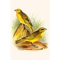 thumbnail image 1 of Cape Canary & Sulpher-colored seed eater-Fine Art Canvas Print (20" x 30"), 1 of 1
