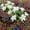 White, variant on Horivan Solar Lilies Flower Lights Outdoor Solar Powered LED Garden Stake Lights Waterproof Landscape Lighting for Yard Patio Pathway Decor