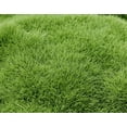thumbnail image 4 of 3000 Seeds Emerald Zoysia Grass Seeds for Planting, Zenith Zoysia Seeds for Lawn, Easy to Grow, 4 of 6