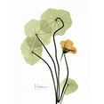 thumbnail image 2 of Koetsier, Albert 25x32 White Modern Wood Framed Museum Art Print Titled - Nasturtium in Yellow, 2 of 4