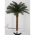 thumbnail image 1 of 4.5 ft. Cycas Palm Tree by 4, Green, 1 of 1
