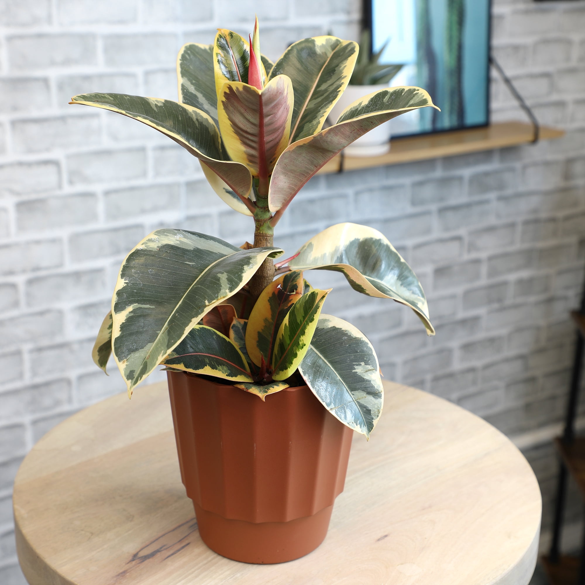 Element by Altman Plants 6in Rubber Tree Ficus Tineke Plant in H20 Self Watering Pot