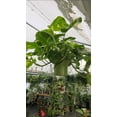 thumbnail image 3 of 10 inch Pot - 2.5 ft tall Giant Hawaiian Pothos plant, Get Similar To the picture, 3 of 11