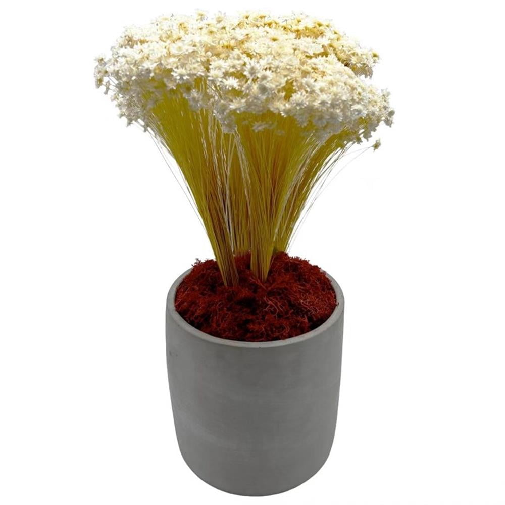 Pemberly Row Traditional Decorative 95g Preserved Reindeer Moss in Red