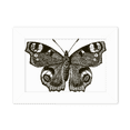 thumbnail image 1 of with Dark Wing Dark Colour Photo Mount Frame Picture Art Painting Desktop 5x7 inch, 1 of 3