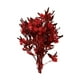 thumbnail image 5 of Ramo de flores secas Arreglos florales secos Decoración del hogar Ramo de tallos de plantas Rojo, 5 of 9