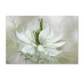 thumbnail image 1 of Trademark Fine Art 'Nigella II' Canvas Art by Mandy Disher, 1 of 3