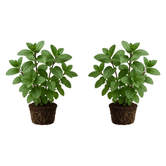 Chocolate Mint Live Plants - 2 Young Starter Plants, Aromatic Herb, Partial Shade, USDA Zones 3-8