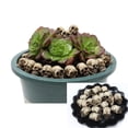 thumbnail image 1 of 20pcs Halloween Miniature Skeleton Set Halloween Festival Flower Pot Paving Stone Skeleton Decoration Mini Head Flowerpot Props For Halloween Party Scene Layout Sculptures And Figurines Large Statue, 1 of 3