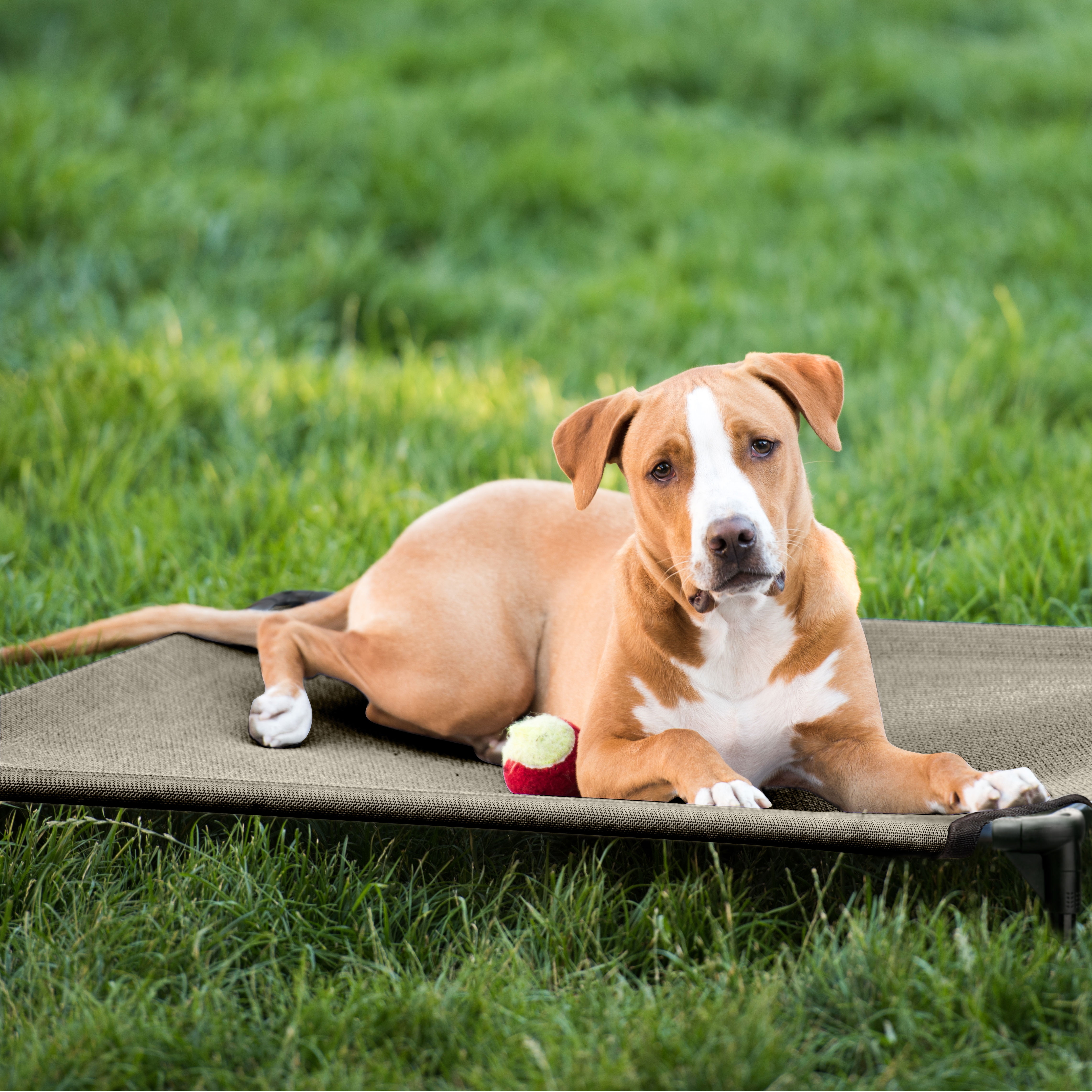 Veehoo Cooling Elevated Dog Bed, Portable Raised Pet Cot with Washable Mesh, Medium, Beige Coffee