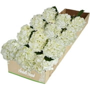 Arabella Bouquets Farm Direct Fresh Cut 12 White Hydrangea (Fresh-Cut Flowers, White)