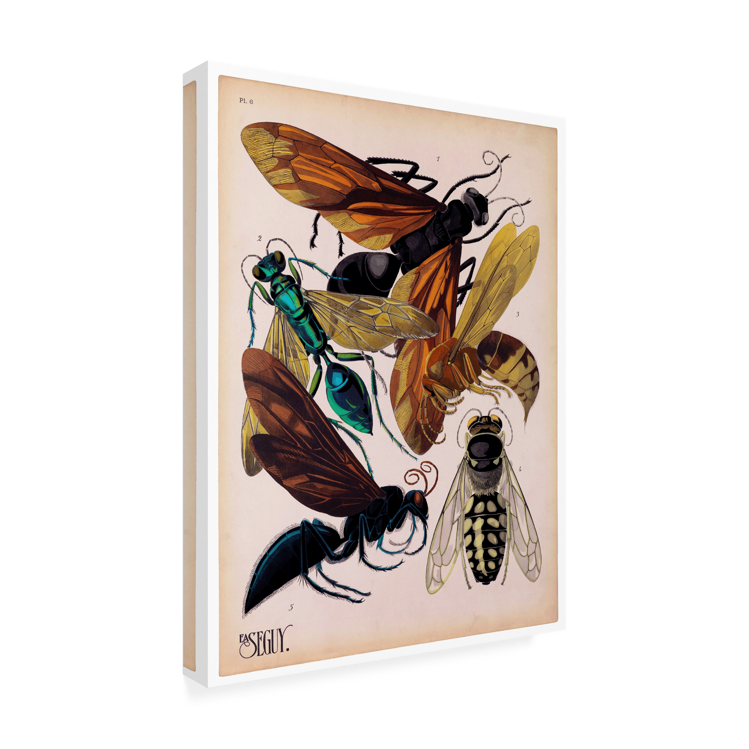 Trademark Fine Art Print Collection Insects Plate 15 Canvas Wall Art - 35x47