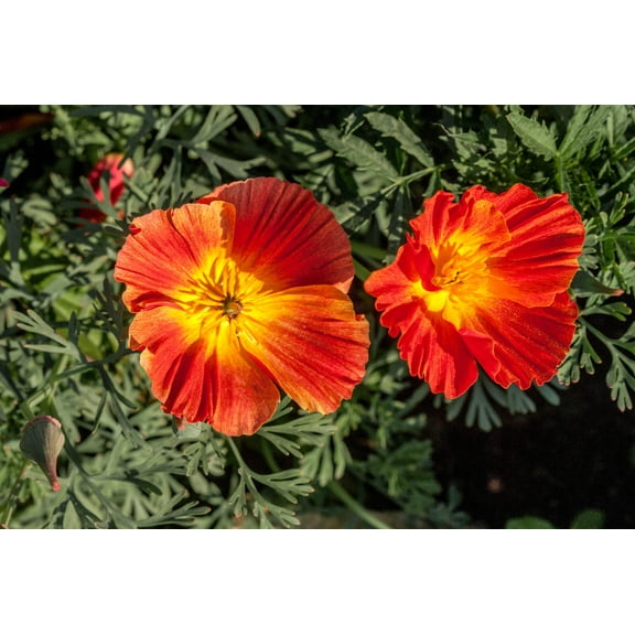 1500 Seeds MIKADO POPPY Red Orange California Poppy Flower Eschscholzia Californica Seeds