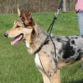 thumbnail image 2 of Trixie Easy Walk Training Dog Harness Small Boxed, 2 of 2