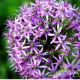 thumbnail image 4 of Easy to Grow Allium Purple Sensation 20 Plant Bulbs, Spring Summer Sun Zone 4-9, 4 of 6