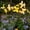 116#Yellow, variant on Solar-Powered Butterfly Ground Stake Lights,10 Realistic Butterfly Design,Waterproof Weather-Resistant,Auto On/Off Solar Charging,For Garden Lawn Courtyard Outdoor LED Decor
