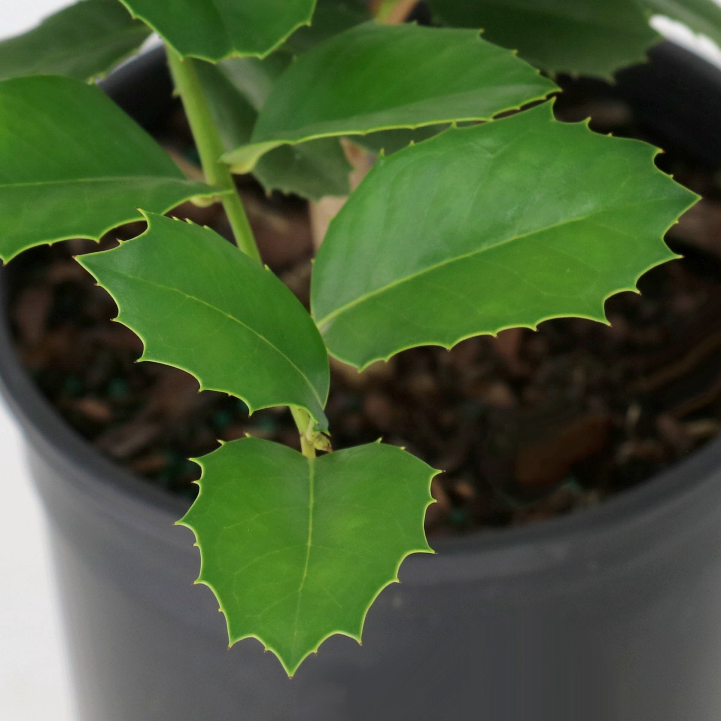 National Plant Network 3 gal. Ilex Emily Bruner
