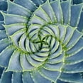 thumbnail image 2 of Bell, Jan 20x20 White Modern Wood Framed Museum Art Print Titled - Spiral Succulent, 2 of 4