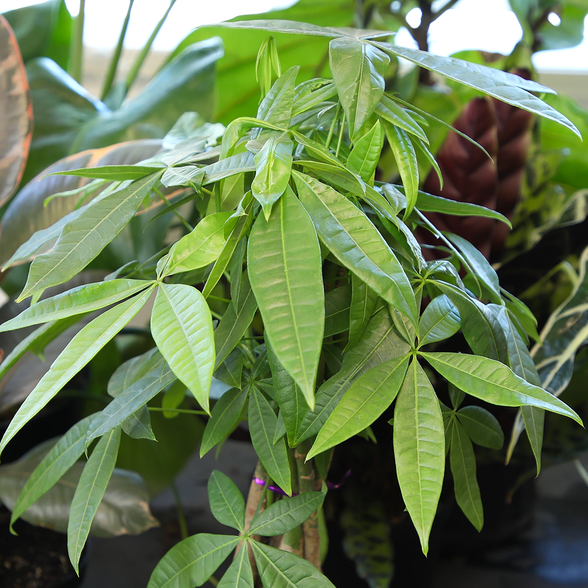 Braided Money Tree | Pet-Safe Houseplant | 6in Decor Pot; Indirect Light | Element by Altman Plants