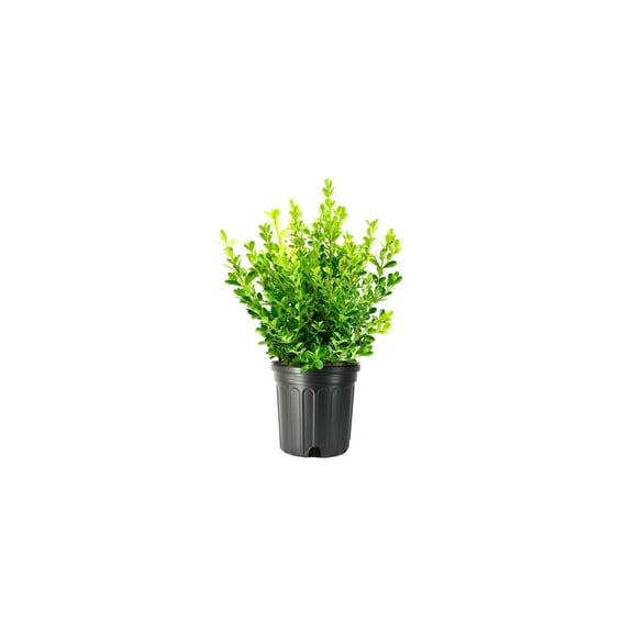 Japanese Boxwood | 1 Extra Large 3 Gallon Plant | Buxus Microphylla | Evergreen Shrub, Low Maintenance, Ideal for Hedges, Dense Foliage, Perfect for Borders, Hardy Versatile Landscaping