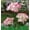 Pink, variant on Cameland Solar Lantern LED Decorative Outdoor Lamp Flower Lantern Solar Light