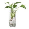 thumbnail image 1 of Colgante de Pared Cuadrado Planta de Agua Planta de Maceta Florero Hidropónico Ventana - Transparente1 Cuadrado 25cm shamjiam Jardinera para colgar en la pared, 1 of 8