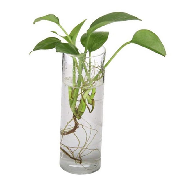 Colgante de Pared Cuadrado Planta de Agua Planta de Maceta Florero Hidropónico Ventana - Transparente1 Cuadrado 25cm shamjiam Jardinera para colgar en la pared