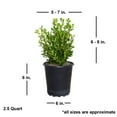 thumbnail image 3 of Expert Gardener Japanese Boxwood (2.5 Quart) Low-Maintenance Evergreen Hedge Shrub - Full Sun Live Outdoor Plant, 3 of 7