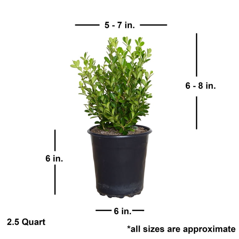 樹木茂る山麓　ボーダーレス英語版4枚セット Expert Gardener Japanese Boxwood (2.5 Quart) Low-Maintenance