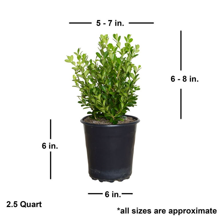 Japanese Boxwood - 2.5 Qt. Japanese Boxwood - 2.5 Qt.