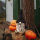 thumbnail image 4 of Muñeco de gnomo de Halloween para niños JFHHH pequeña, 4 of 5