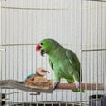 thumbnail image 3 of Parrot Perch Stand Natural Wood Bird Perch Bird Stand Platform Toy Parrot Grinding Claw Stick, 3 of 9