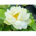 thumbnail image 4 of 5 Rare Seeds| Puzhehei White Lotus Seeds - Indian Lotus (Nelumbo nucifera) Seeds - Flower Seeds - B3G1 #Q012, 4 of 5