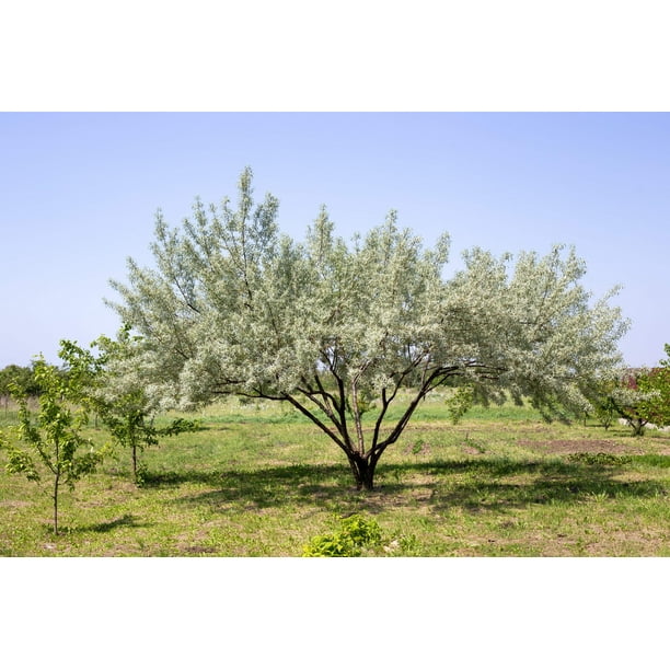10 AMERICAN SILVERBERRY Elaeagnus Commutata aka Wolf Willow Wolfberry Wild  Olive Berry Fruit Shrub Seeds - Walmart Business Supplies