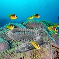 thumbnail image 3 of Dpityserensio Printed,Fish Tank Landscaping Decoration Printing Articulated, 3 of 5