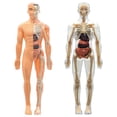 thumbnail image 4 of Teaching Tool 3D Human Torso Model DIY Mannequin Skeleton Anatomy Model, 4 of 8