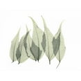 thumbnail image 3 of Koetsier, Albert 14x12 Black Modern Framed Museum Art Print Titled - Japanese Fern, 3 of 5