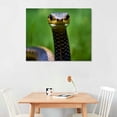 thumbnail image 2 of PIKWEEK Snake Canvas prints Wall Art Photography Poster Printing Living room Bedroom Pictures Wall Decoration 16x12in, 2 of 4