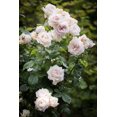 thumbnail image 3 of 30 Rare Seeds| Madame Anisette Grandiflora Rose Seeds# 1029 | |BUY 4 GET 1 FREE|, 3 of 4
