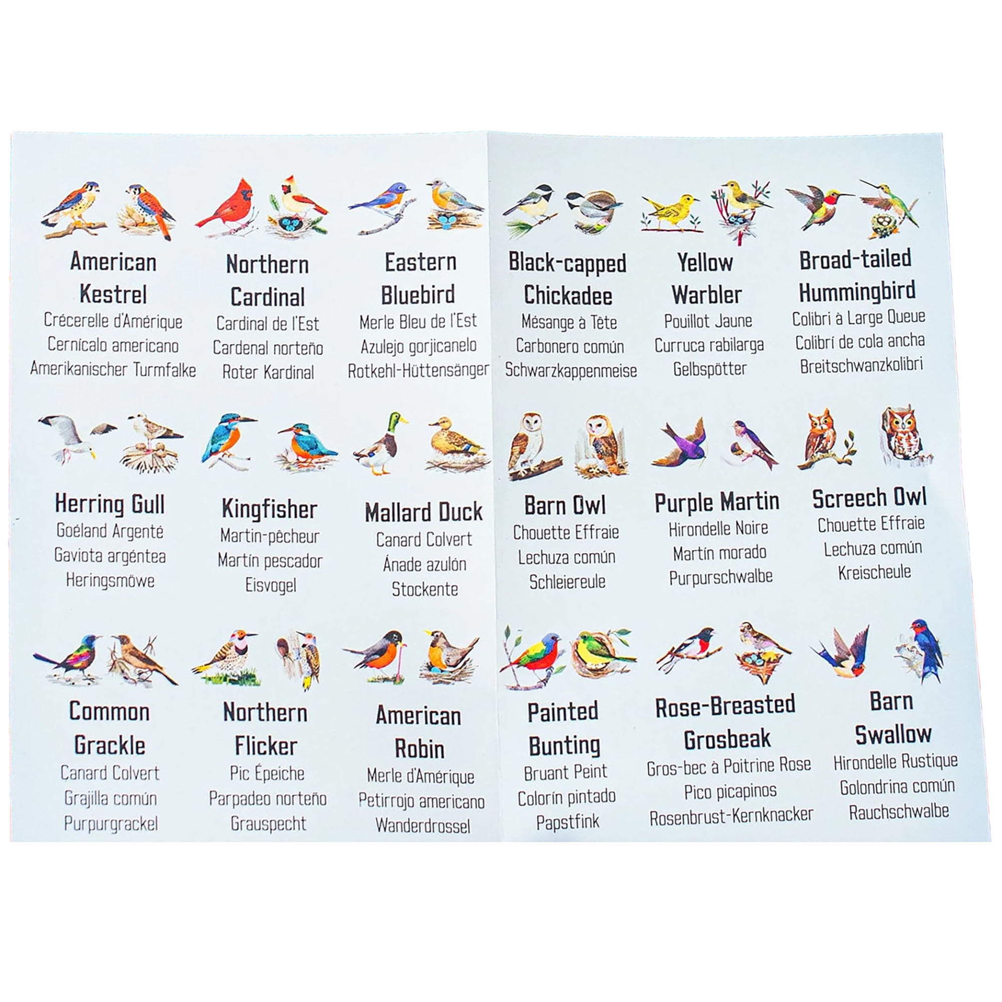 eeBoo: Memory & Matching Game - Little Birds - 18 Illustrated Matching Pairs, Concentration Tile Game, Informational Insert, Kids Ages 4+, 1-4 Players