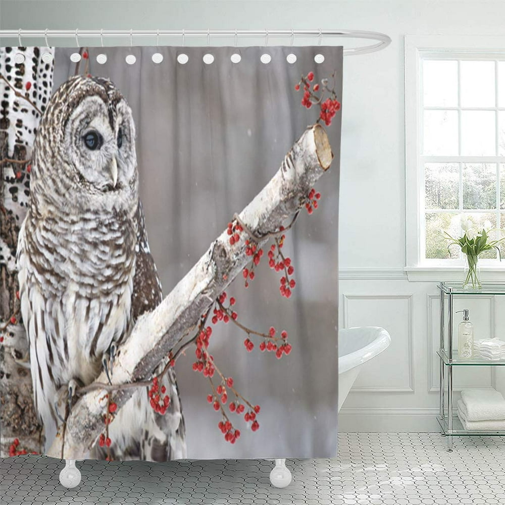 KSADK Winter Barred Owl Perched in Birch Tree Surrounded by Red Berries