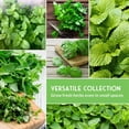 Indoor Herb Seeds 10 Variety Pack - Full Sun, Annuals & More - Walmart ...