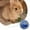Blue, variant on Automatic Pet Automatic Feeder Puzzle Food Dispenser for Small Animals Educational Slow Feeding Interactive Dispenser for Rabbits Cats Dogs Indoor Outdoor Use