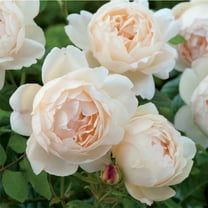 Heirloom Roses 15" Cream Wollerton Old Hall David Austin Rose Live Plants in Pots