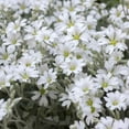 thumbnail image 5 of Snow In Summer Cerastium Drought Tolerant Ground Cover Plant Seed - 10000 Seeds, 5 of 5