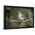thumbnail image 1 of Tufted Titmouse, Framed Art Print Wall Art by Gary Carter Sold by Art.Com, 1 of 5
