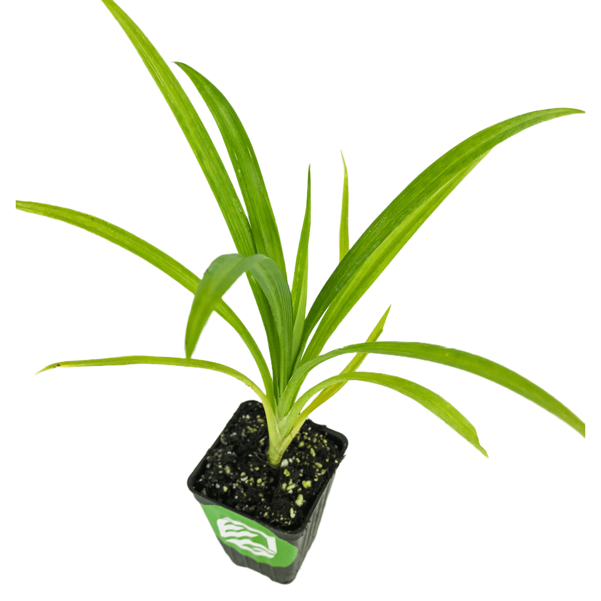 Pandan Live Plant Pandanus amaryllifolius Wellspring Gardens
