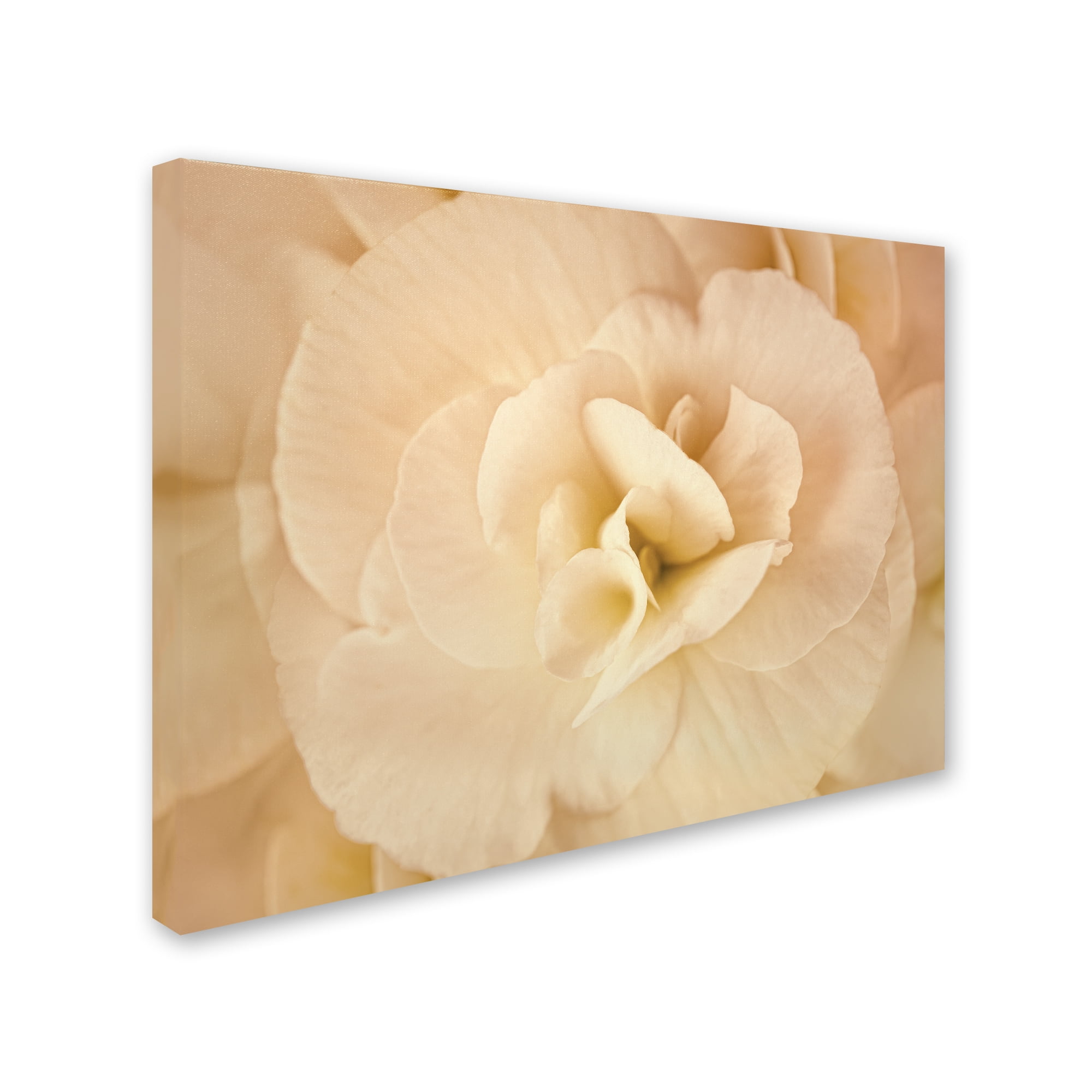 Trademark Fine Art 'Amber Begonia Flower' Canvas Art by Cora Niele