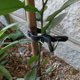 thumbnail image 4 of El clip de plástico para jardinería es adecuado para enderezar y sostener flores de enredaderas o tallos de plantas., 4 of 6